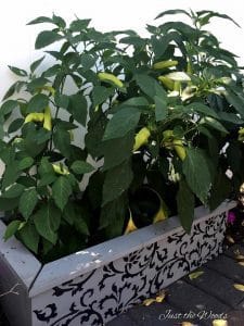 How to Grow Peppers in a small yard