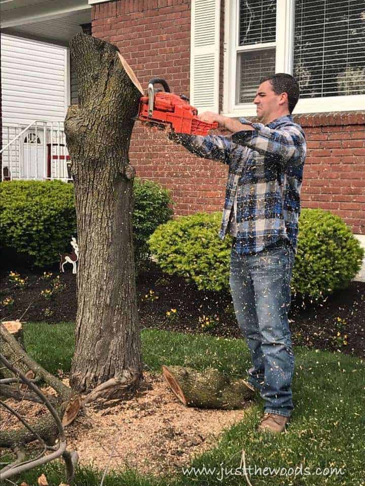 How to Safely Chop Down a Tree by Just the Woods