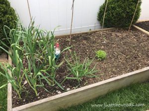 garlic-plants, how to grow gardlic, gardening with kids