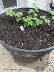 growing-hops, round outdoor planter pots, Simple backyard gardening, garden with kids, growing vegetables and raised garden beds in a small city backyard. 20 DIY outdoor planters. Outdoor planter, outside planters, outdoor plant containers, outdoor plant containers, outdoor garden pots, outdoor planter pots, outdoor plant pots, garden planters, outdoor pots and planters, decorative outdoor planters