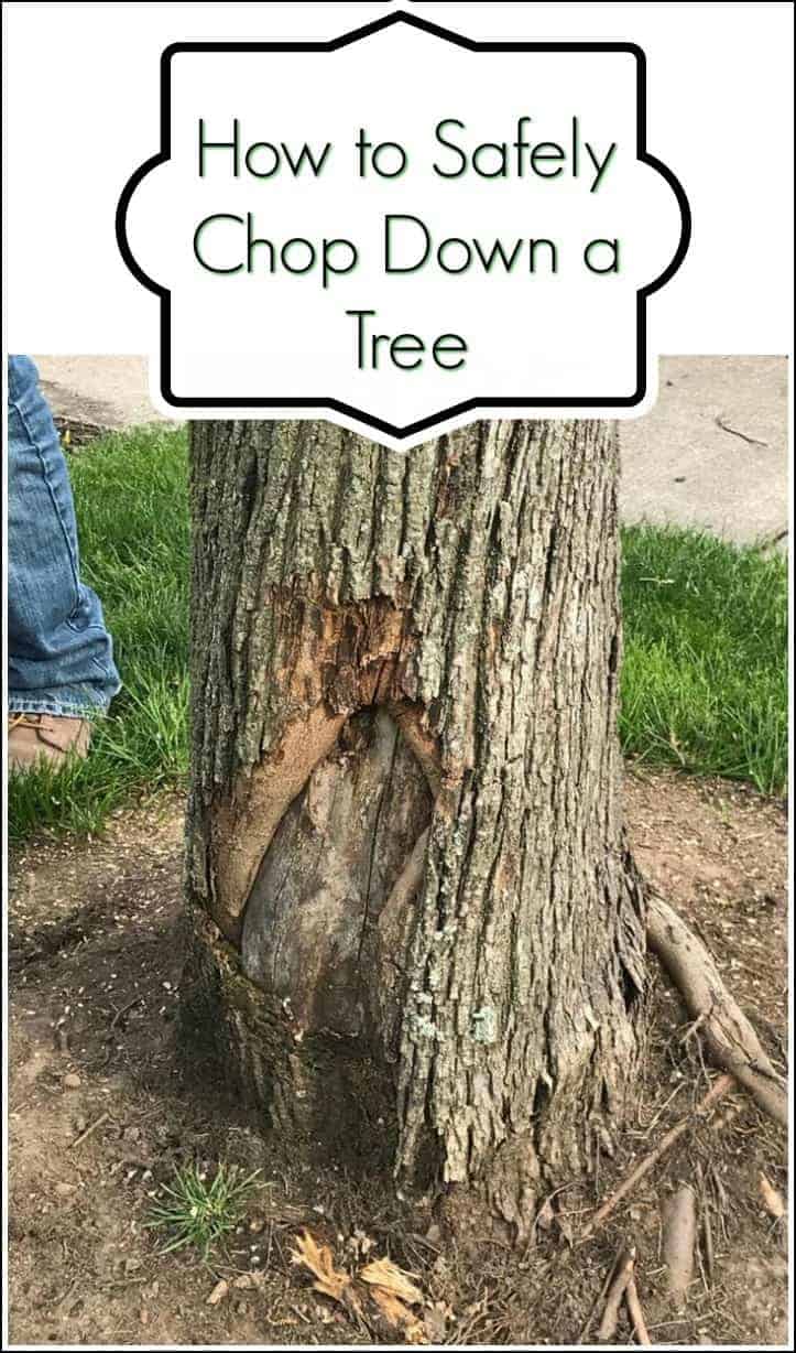 How to Safely Chop Down a Tree by Just the Woods