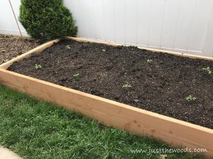 tomato-plants, gardening with kids, backyard garden