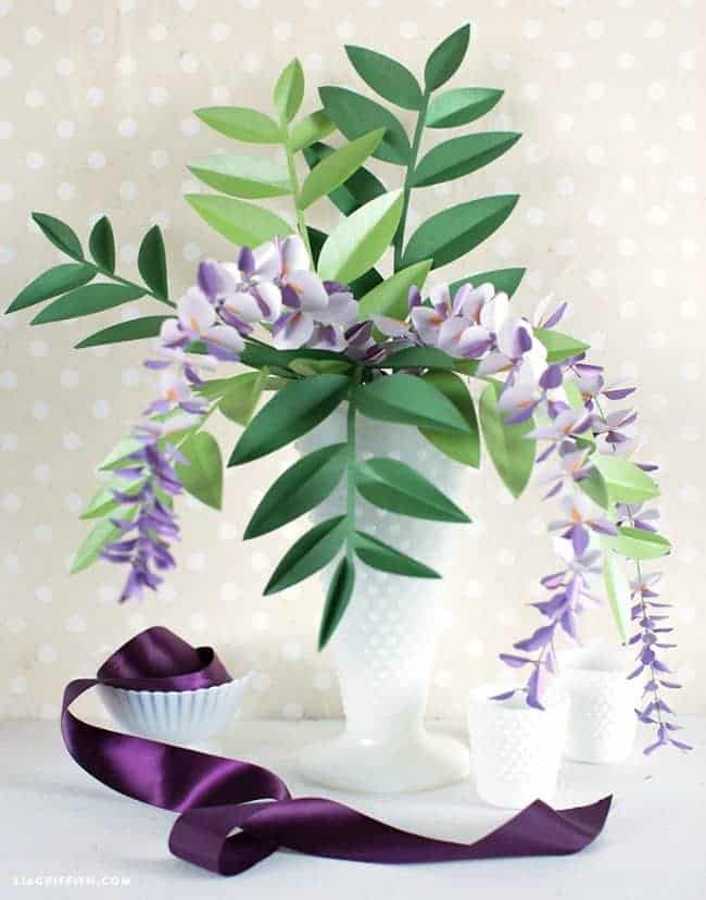 wisteria plant